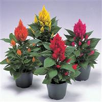 Castle Mix Celosia