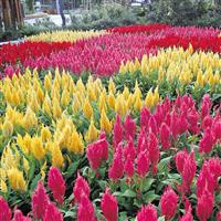 Castle Mix Celosia