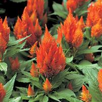 Castle Orange Celosia