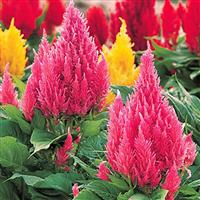 Castle Pink Celosia