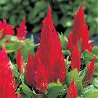 Castle Scarlet Celosia