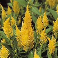 Castle Yellow Celosia