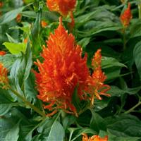 Flamma Orange Celosia