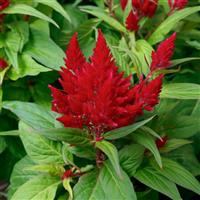 Flamma Bright Red Celosia