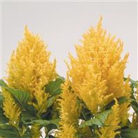 Fresh Look Gold Celosia
