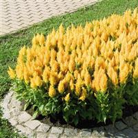 Fresh Look Gold Celosia
