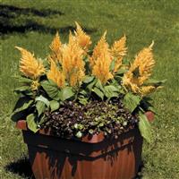 Fresh Look Gold Celosia