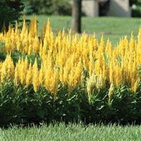 Fresh Look Gold Celosia