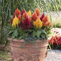 Fresh Look Mix Celosia
