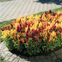 Fresh Look Mix Celosia