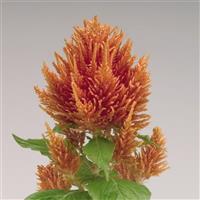 Fresh Look Orange Celosia