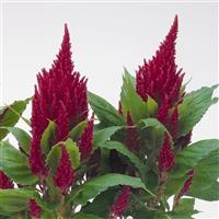 Fresh Look Red Celosia