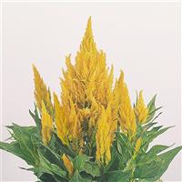 Fresh Look Yellow Celosia