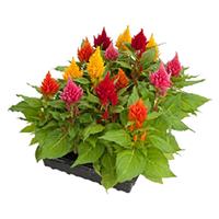 Glorious Mix Celosia