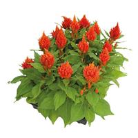 Glorious Orange Celosia