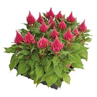 Glorious Pink Celosia