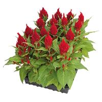 Glorious Red Celosia