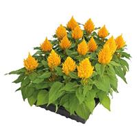 Glorious Yellow Celosia