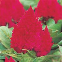 Kimono Cherry Red Celosia