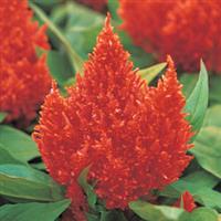 Kimono Orange Celosia