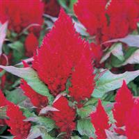 Kimono Red Celosia