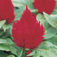 Kimono Scarlet Celosia