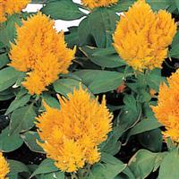 Kimono Yellow Celosia