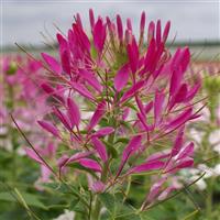 Queen Cherry Cleome