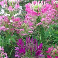 Queen Mix Cleome