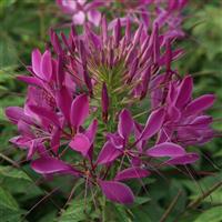 Queen Violet Cleome