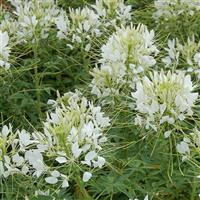 Queen White Cleome