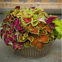 Fairway Mix Coleus