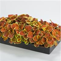 Fairway Orange Coleus
