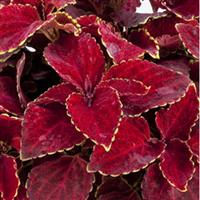 Fairway Red Velvet Coleus