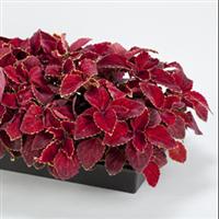 Fairway Red Velvet Coleus