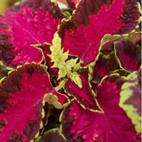 Fairway Rose Coleus