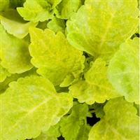 Fairway Yellow Coleus