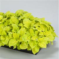 Fairway Yellow Coleus
