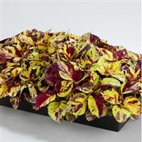 Fairway Mosaic Coleus