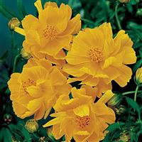 Cosmic Yellow Cosmos