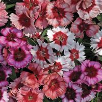 Super Parfait Mix Dianthus