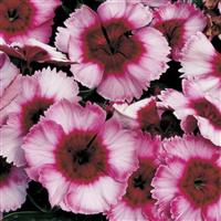 Super Parfait Raspberry Dianthus