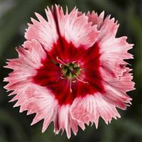 Super Parfait Strawberry Dianthus