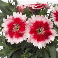 Super Parfait Red Peppermint Dianthus