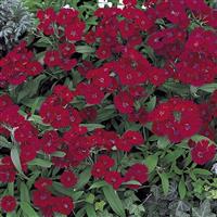 Telstar Burgundy Dianthus