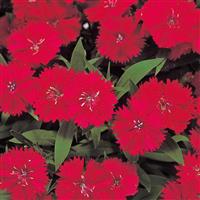 Telstar Carmine Rose Dianthus