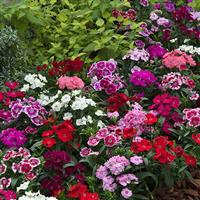 Telstar Mix Dianthus