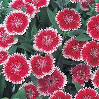 Telstar Picotee Dianthus