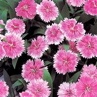 Telstar Pink Dianthus