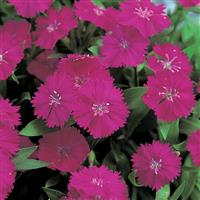 Telstar Purple Dianthus